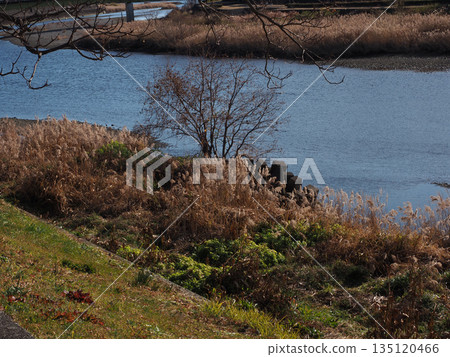 Wind-blown reed beds, wave-breaking blocks, and dead trees (Kagami River in winter) 135120466