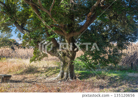 奈良市平城宮遺址國家歷史公園 135120656