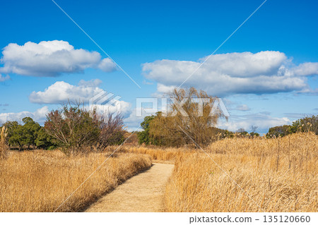 Heijo Palace Ruins National Historic Park, Winter-withered Grassland, Nara City 135120660