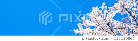 A refreshing and warm spring blue sky and blooming pink cherry blossoms A refreshing and warm spring blue sky and blooming pink cherry blossoms 135120863