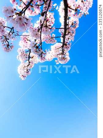 A refreshing and warm spring blue sky and blooming pink cherry blossoms A refreshing and warm spring blue sky and blooming pink cherry blossoms 135120874