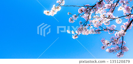 A refreshing and warm spring blue sky and blooming pink cherry blossoms 135120879