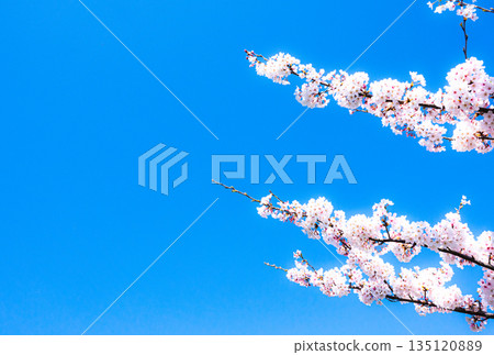 A refreshing and warm spring blue sky and blooming pink cherry blossoms 135120889