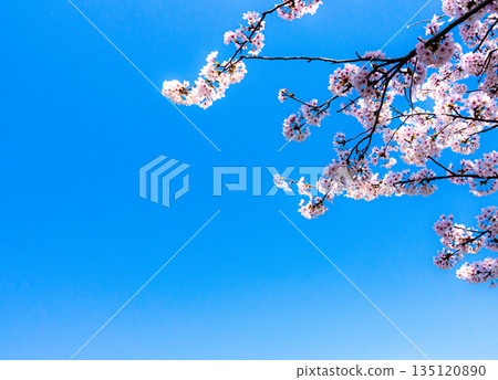 A refreshing and warm spring blue sky and blooming pink cherry blossoms 135120890