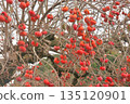 Persimmons hanging from the trees on the Yamanobe Road, the road to Isonokami Shrine 135120901