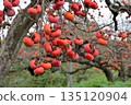 Persimmons hanging from the trees on the Yamanobe Road, the road to Isonokami Shrine 135120904