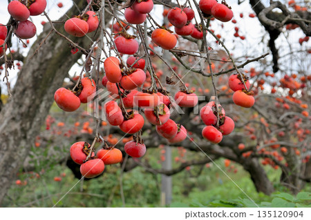 Persimmons hanging from the trees on the Yamanobe Road, the road to Isonokami Shrine Persimmons hanging from the trees on the Yamanobe Road, the road to Isonokami Shrine 135120904
