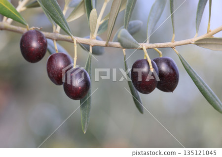 Olive fruit Olive fruit 135121045