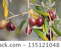 Olive fruit 135121048