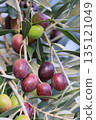 Olive fruit 135121049