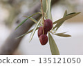 Olive fruit 135121050