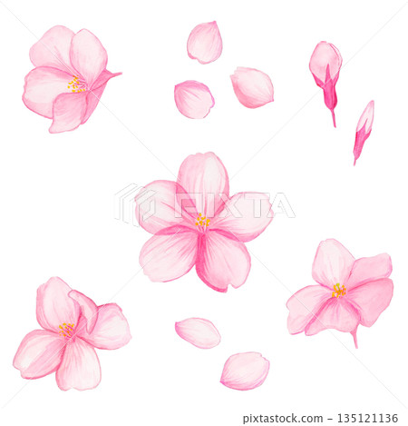 手繪水彩櫻花、花苞和花瓣套裝，春季植物插圖 135121136