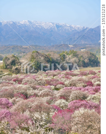 Inabe Plum Grove Park: A spring scene with the mountains visible beyond the plum orchards. Inabe City, Mie Prefecture. Inabe Plum Grove Park: A spring scene with the mountains visible beyond the plum orchards. Inabe City, Mie Prefecture. 135121218