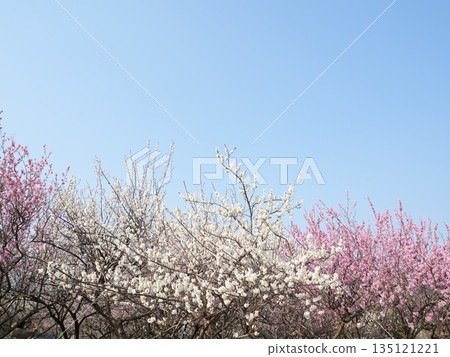 Inabe Plum Grove Park, plum blossoms and blue sky, spring background, copy space (Mie Prefecture) 135121221