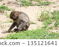 A monkey fumbling with the ground, searching for something 135121641