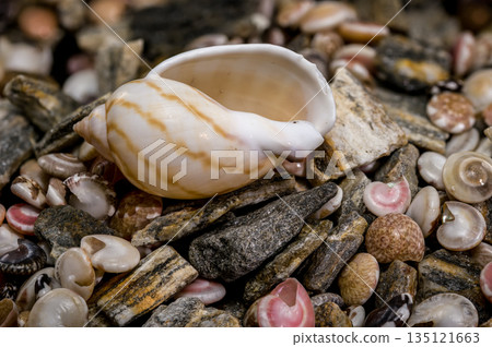 Tonna Dolium Shell On Multi Colored Sea Pebbles and Shells Tonna Dolium Shell On Multi Colored Sea Pebbles and Shells 135121663