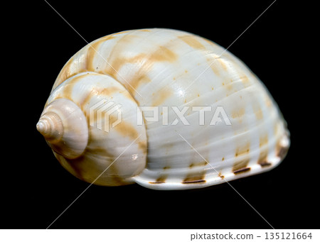 Close Up Of A Spotted Tun Shell Tonna Dolium Isolated 135121664