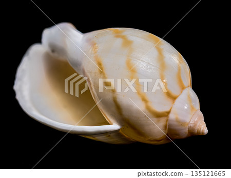 Close Up Of A Spotted Tun Shell Tonna Dolium Isolated 135121665