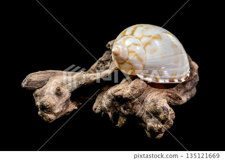 Spotted Tun Shell Tonna Dolium On Driftwood Piece Isolated Black 135121669