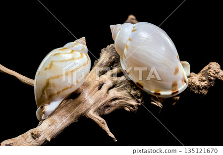 Spotted Tun Shell Tonna Dolium On Driftwood Piece Isolated Black 135121670