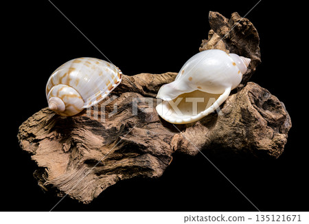 Spotted Tun Shell Tonna Dolium On Driftwood Piece Isolated Black 135121671