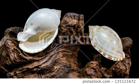 Spotted Tun Shell Tonna Dolium On Driftwood Piece Isolated Black 135121672