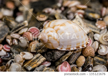 Tonna Dolium Shell On Multi Colored Sea Pebbles and Shells 135121676