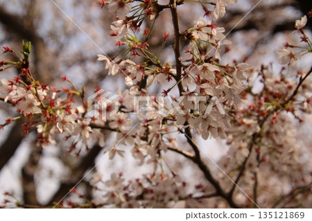 Cherry Blossoms	 135121869