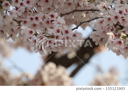 Cherry Blossoms Cherry Blossoms 135121903
