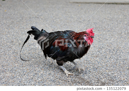 Isonokami Shrine Sacred Chicken Isonokami Shrine Sacred Chicken 135122079