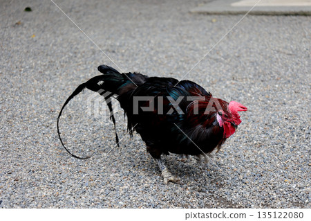 Isonokami Shrine Sacred Chicken Isonokami Shrine Sacred Chicken 135122080