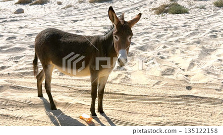 Gentle Seaside Animal, Calm Donkey On Sandy Coast, Serene Donkey Gazing Calmly From Sandy Beach Under Bright Sky, Tranquil Donkey Stood Serenely With Dusty Hooves On Sundrenched Coastal Sands 135122158