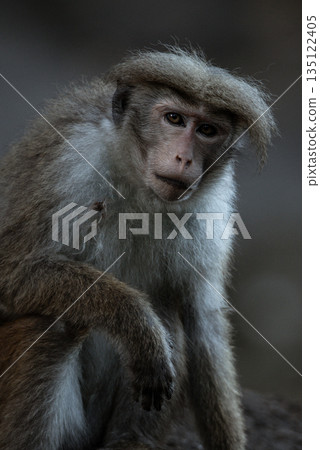 Close-up portrait of a brown macaque with a sad facial expression and her eyes staring at camera. Close-up portrait of a brown macaque with a sad facial expression and her eyes staring at camera. 135122405