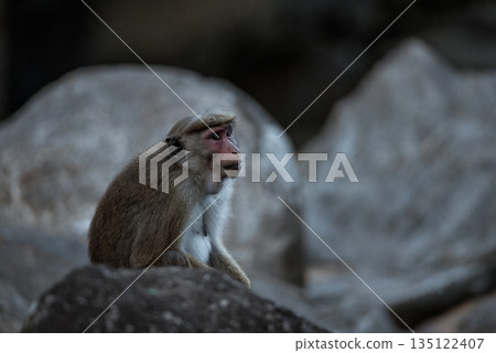 A portrait of a sad macaque monkey looking somewhere aside on blurred stone background. A portrait of a sad macaque monkey looking somewhere aside on blurred stone background. 135122407