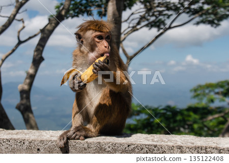 Funny macaque monkey eats a banana sitting on stone fencing and looking aside on nature background. Funny macaque monkey eats a banana sitting on stone fencing and looking aside on nature background. 135122408