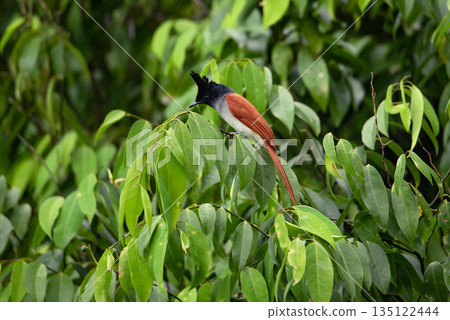 A red and black bird is sitting on top of a tree in Sri Lanka. 135122444
