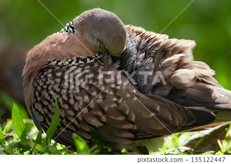 Spotted pigeon (Spilopelia chinensis), stands on the grass and cleans feathers. Dove from Sri Lanka Spotted pigeon (Spilopelia chinensis), stands on the grass and cleans feathers. Dove from Sri Lanka 135122447