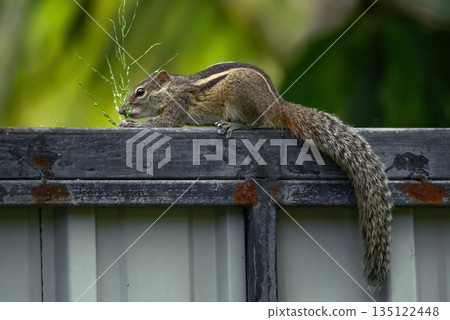 Closeup of a Three striped Palm Squirrel 135122448