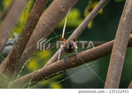 A Scally Breasted Munia on a Bush tree and looking into camera 135122451