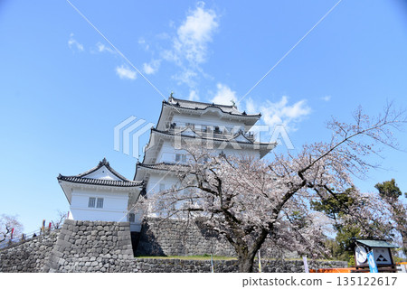 小田原城堡櫻花 135122617