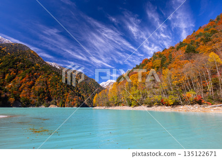 Taira, Omachi City, Nagano Prefecture - The vibrant milky blue autumn leaves of the Takase Dam regulating lake and the snow-capped mountains against the blue sky 135122671