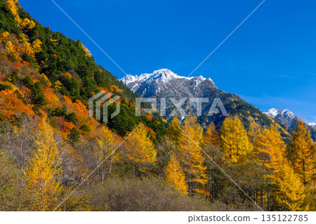 Autumn leaves around the Takase Dam regulating lake and snow-capped mountains against the blue sky in Taira, Omachi City, Nagano Prefecture 135122785