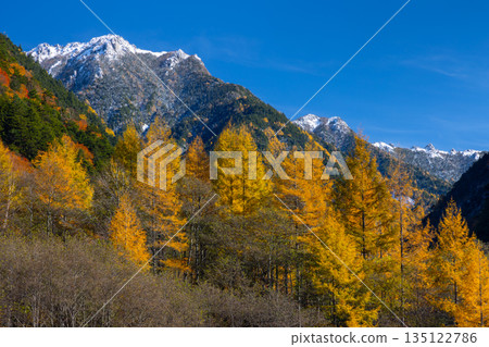Autumn leaves around the Takase Dam regulating lake and snow-capped mountains against the blue sky in Taira, Omachi City, Nagano Prefecture Autumn leaves around the Takase Dam regulating lake and snow-capped mountains against the blue sky in Taira, Omachi City, Nagano Prefecture 135122786