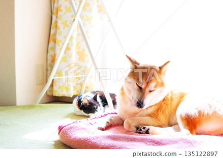 與柴犬一起生活 135122897