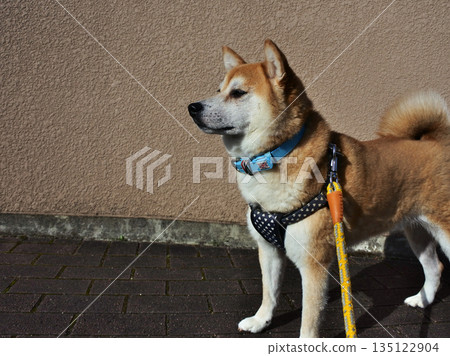 Living with a Shiba Inu Living with a Shiba Inu 135122904