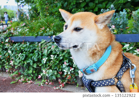Living with a Shiba Inu Living with a Shiba Inu 135122922