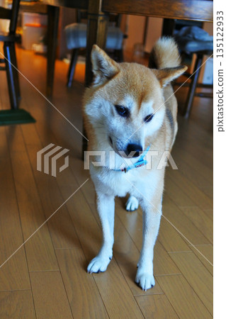 Living with a Shiba Inu Living with a Shiba Inu 135122933