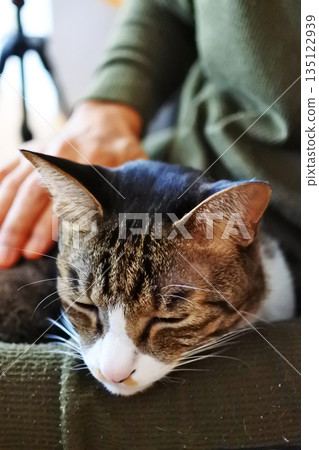 與貓一起生活 135122939