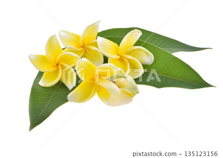 Tropical flowers frangipani (plumeria) isolated on white background 135123156