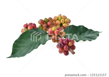 fresh coffee beans isolated on white background fresh coffee beans isolated on white background 135123157